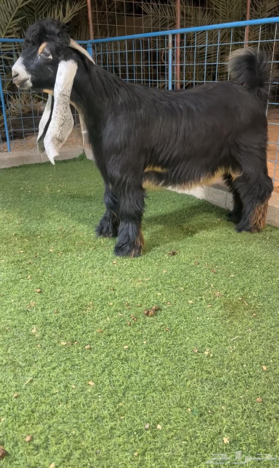 تيس عارضي فحل صنف نادر خصمم64409199382787110