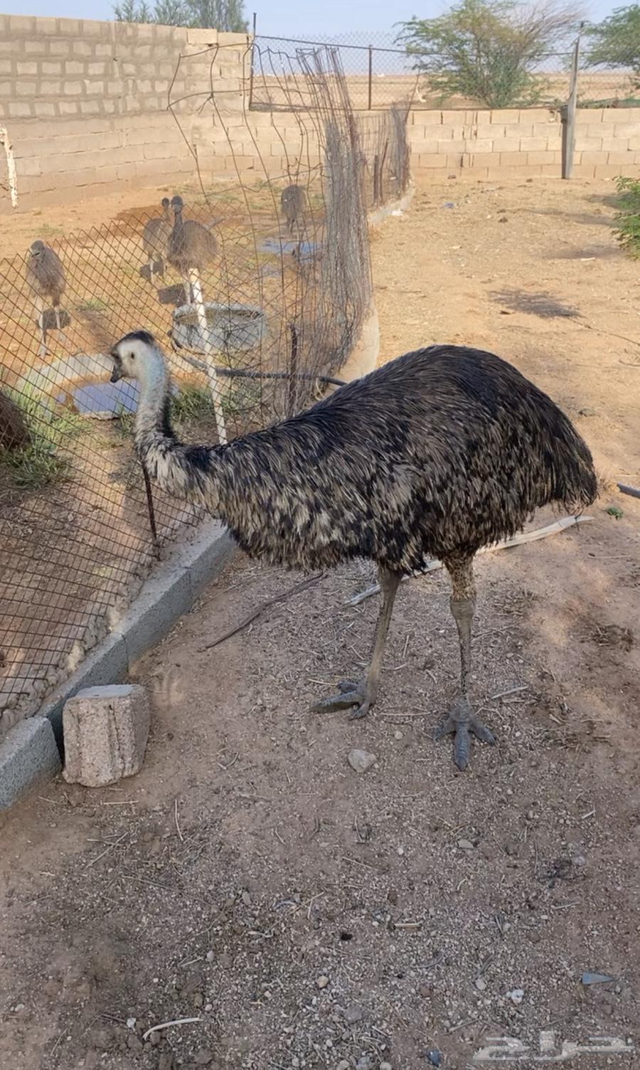 يتوفر اثنين قزمي للبيع العمر شهر و20 يوم64410494649730111