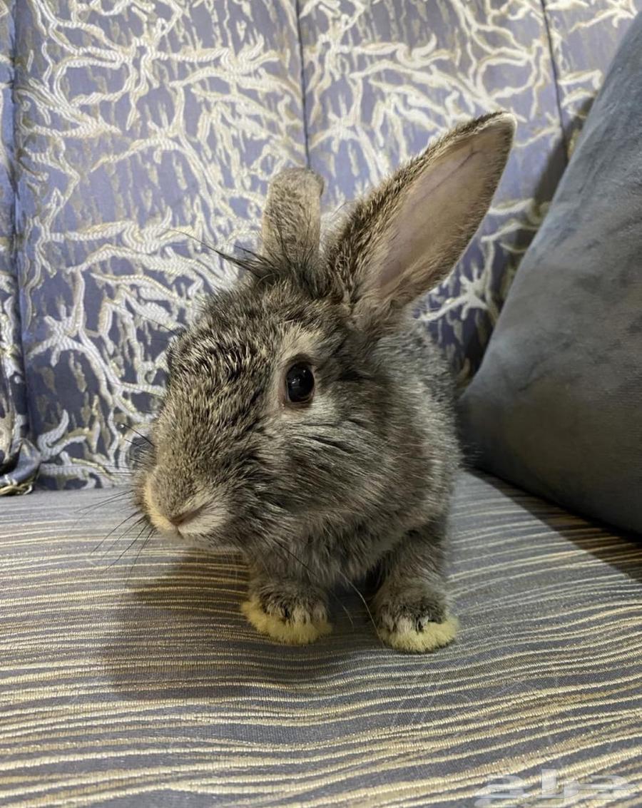 أرنب للبيع64408049469315110