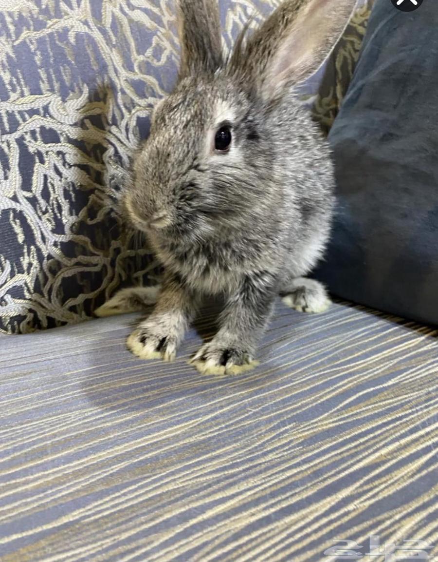 أرنب للبيع64408049469315113