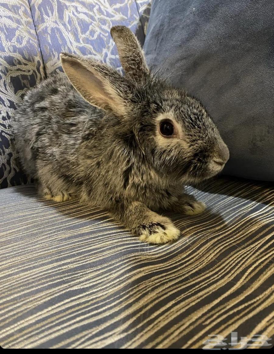 أرنب للبيع64408049469315114