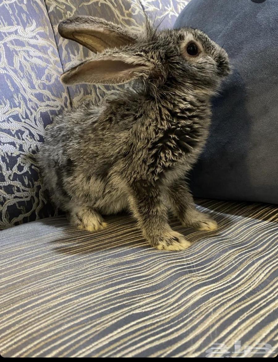 أرنب للبيع64408049469315111