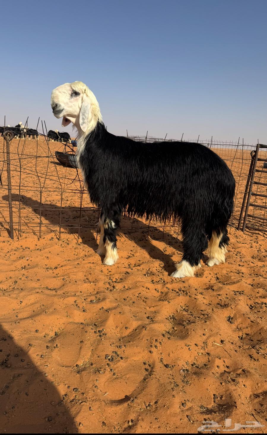 فحل جذع مشروط64409643681282111