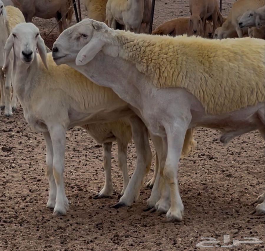 صنف صنف64405527323523111