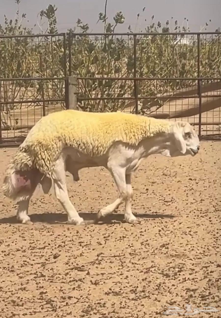 صنف صنف64405527323523112