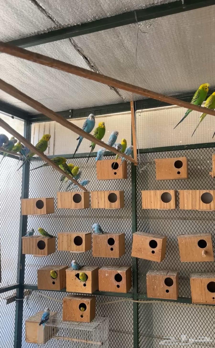 للبيع بادجي وكروان جملة64407993475201112