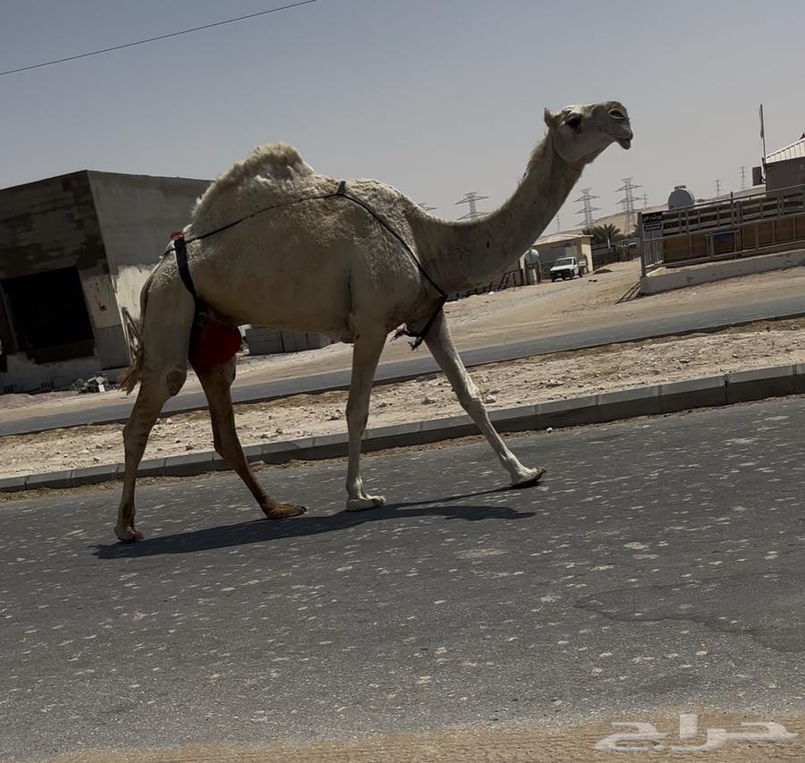 ضروبه وضحا64411324695809111