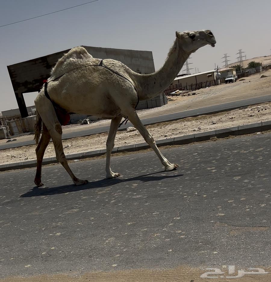 ضروبه وضحا64411324695809110