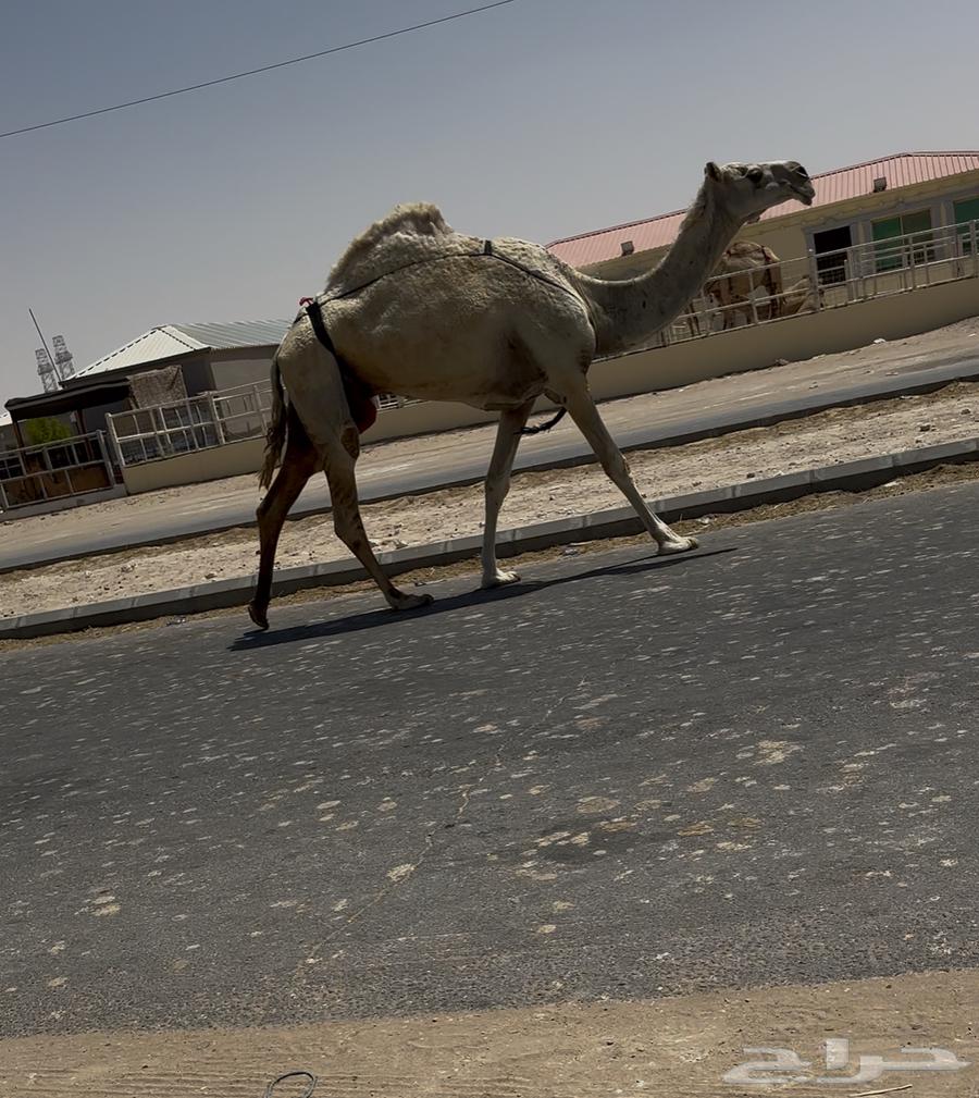 ضروبه وضحا64411324695809112