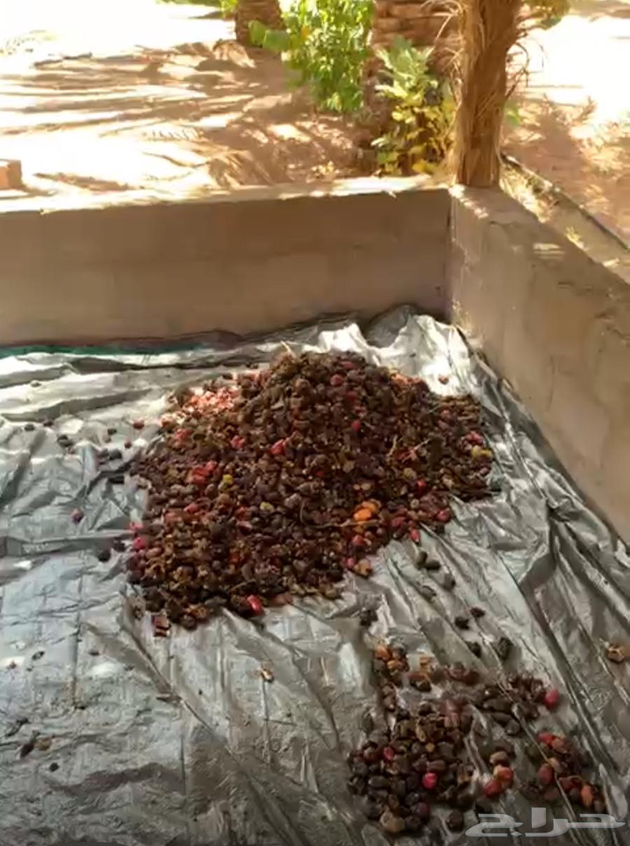 بقايا تمر للبيع64410362411394111