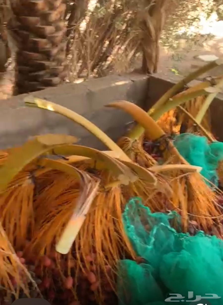 بقايا تمر للبيع64410362411394110