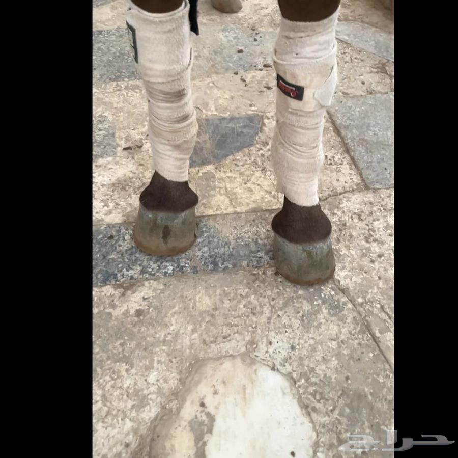 Luxurious and beautiful mare with a reasonable price64406054675329112