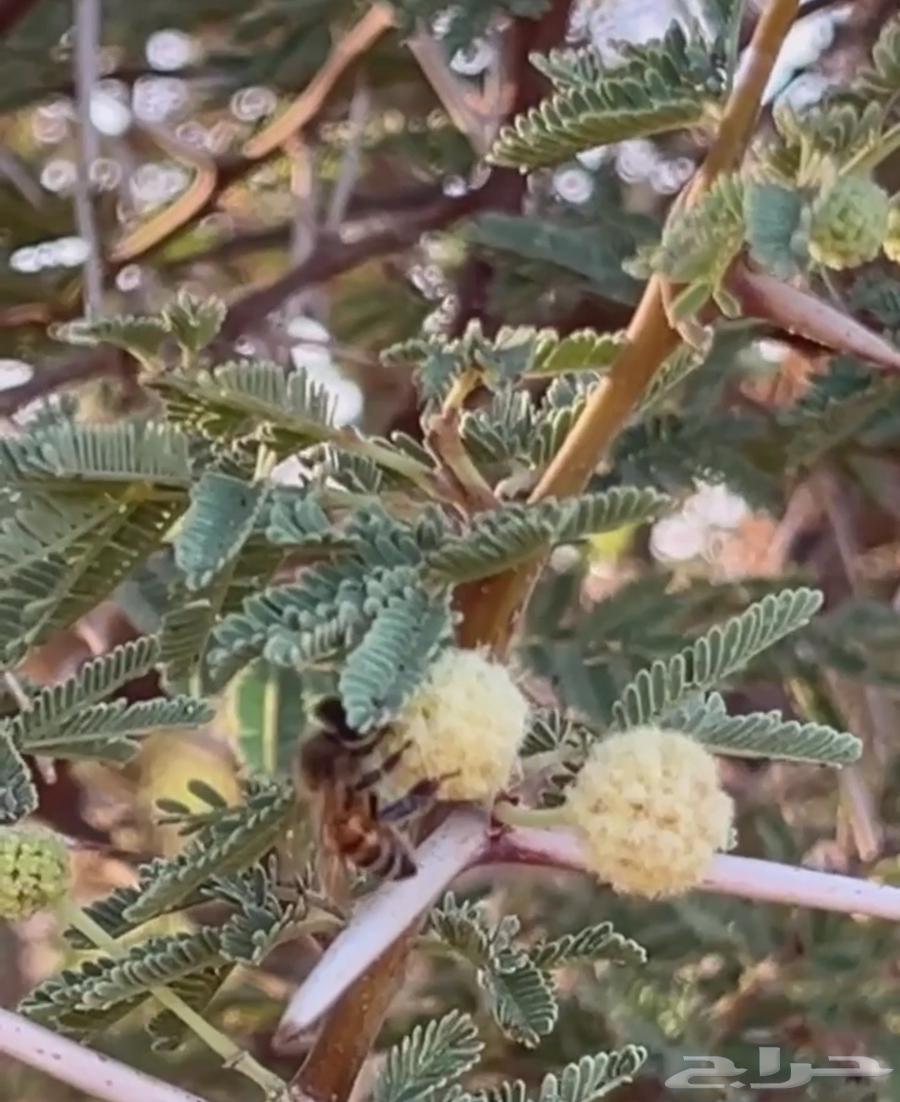 عسل طلح عرض اليوم الوطني 195 للكيلو64409602617346112