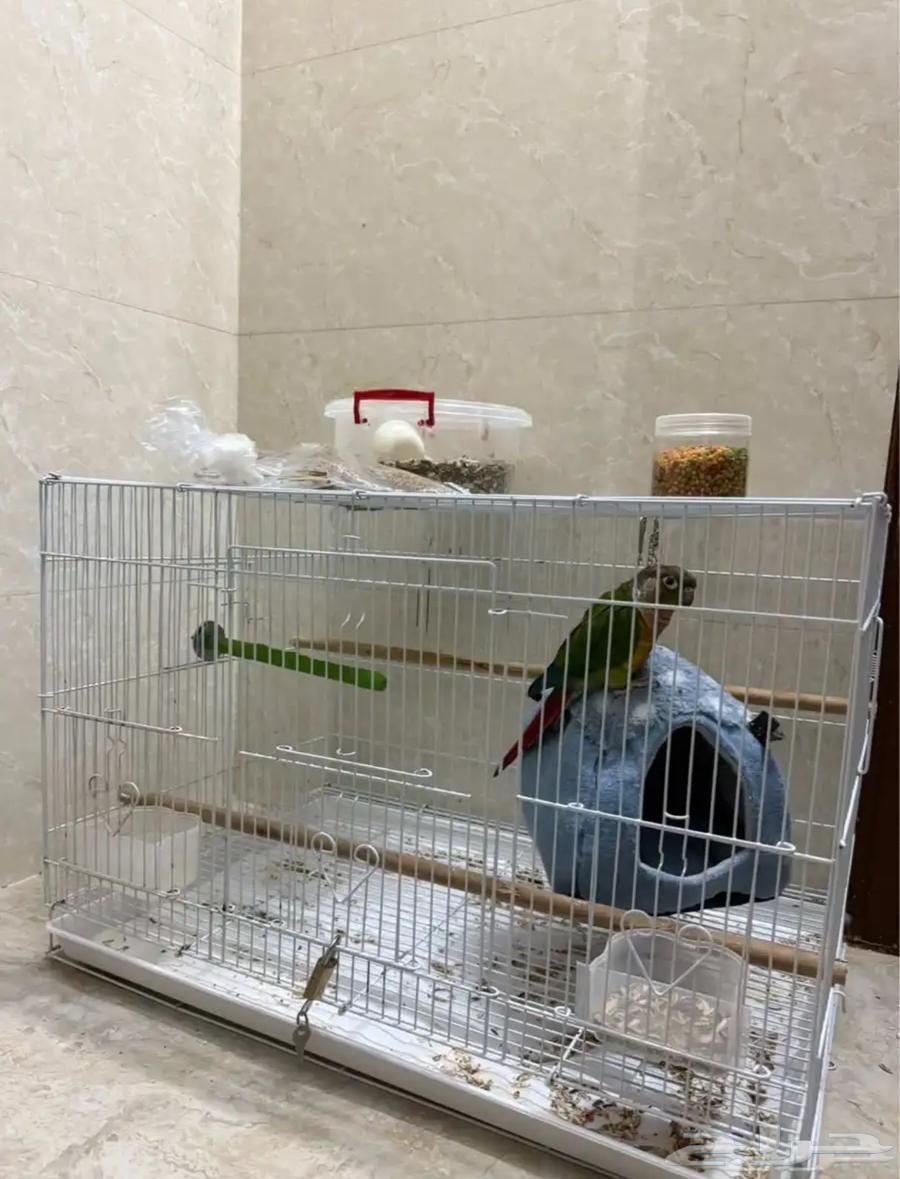 بغبغاء كنيور يلو سايد اليف جنس مجهول (بيع مستعجل جدا)64406835183106114