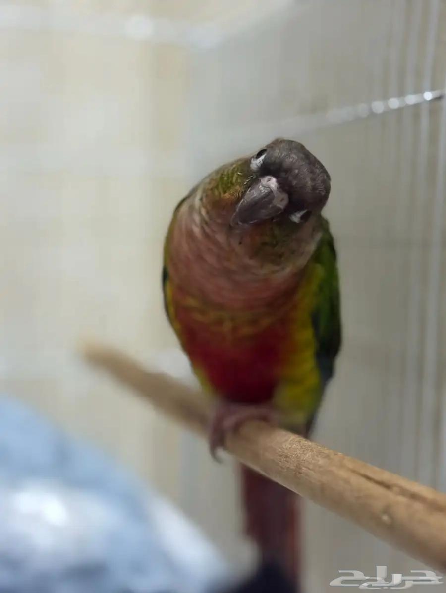 بغبغاء كنيور يلو سايد اليف جنس مجهول (بيع مستعجل جدا)64406835183106111