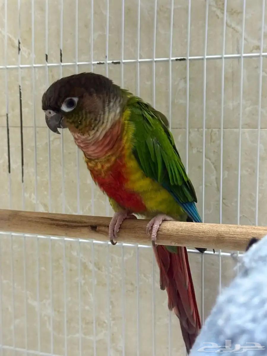 بغبغاء كنيور يلو سايد اليف جنس مجهول (بيع مستعجل جدا)64406835183106110