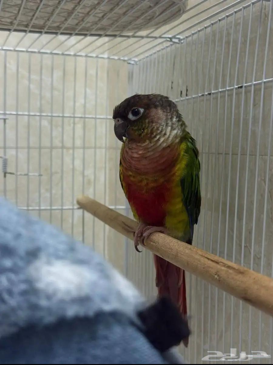 بغبغاء كنيور يلو سايد اليف جنس مجهول (بيع مستعجل جدا)64406835183106112