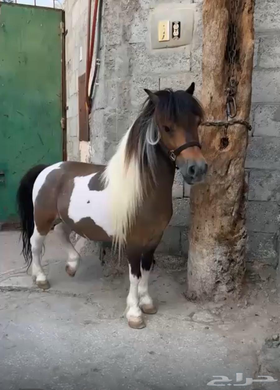 للبيع بونية فاخرة64410333063042111