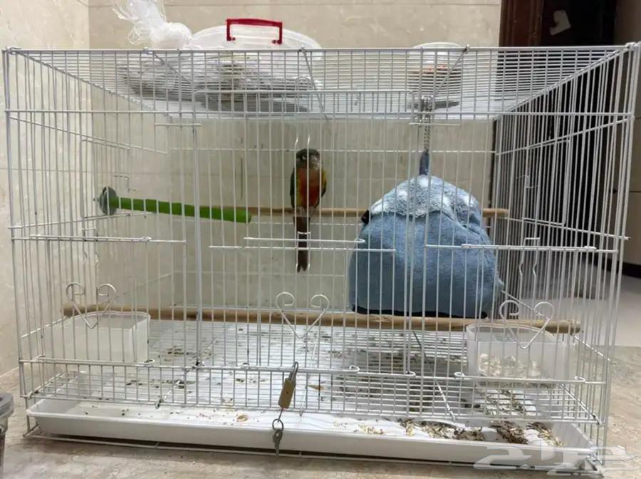 بغبغاء كنيور يلو سايد اليف جنس مجهول (بيع مستعجل جدا)64406835183106113