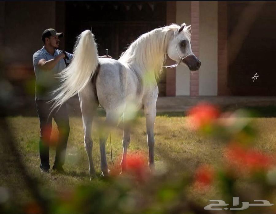 Luxurious and beautiful mare with a reasonable price64406054675329111