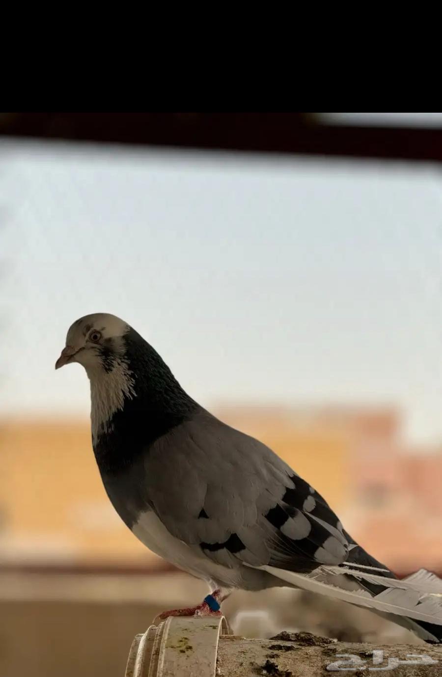 حمام بكستاني64408077078914112