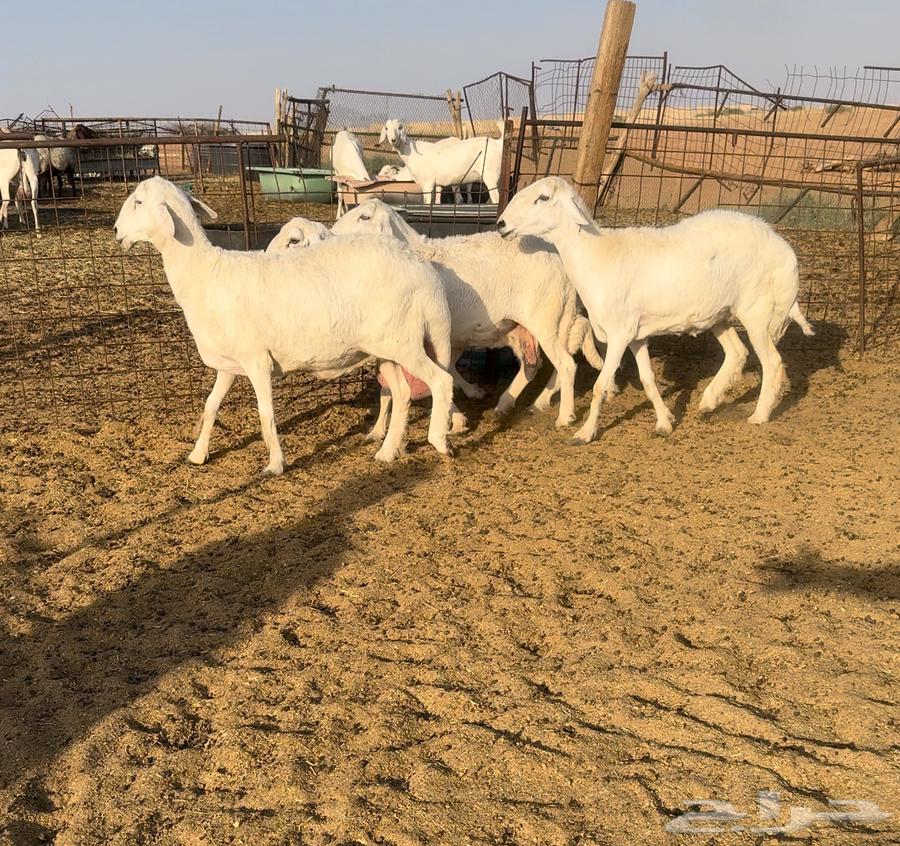 غنم حريات اجروم نظيفه تم البيع64410537809922110