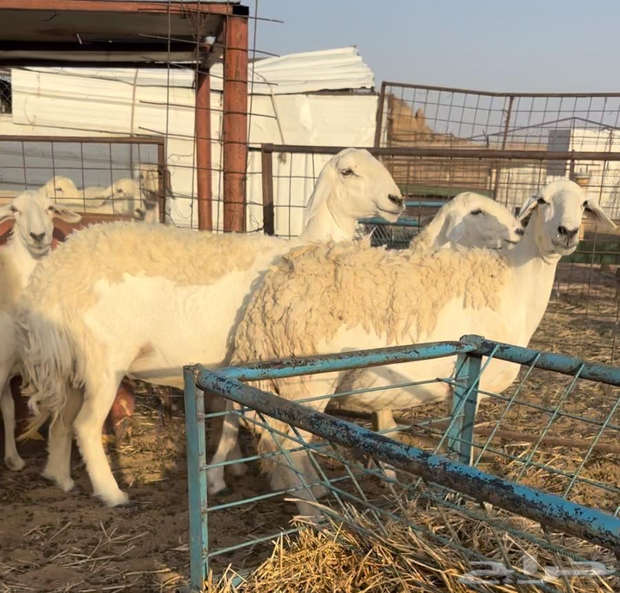 For sale free sheep, Dafee' type, with ultrasound examination64410783003779110