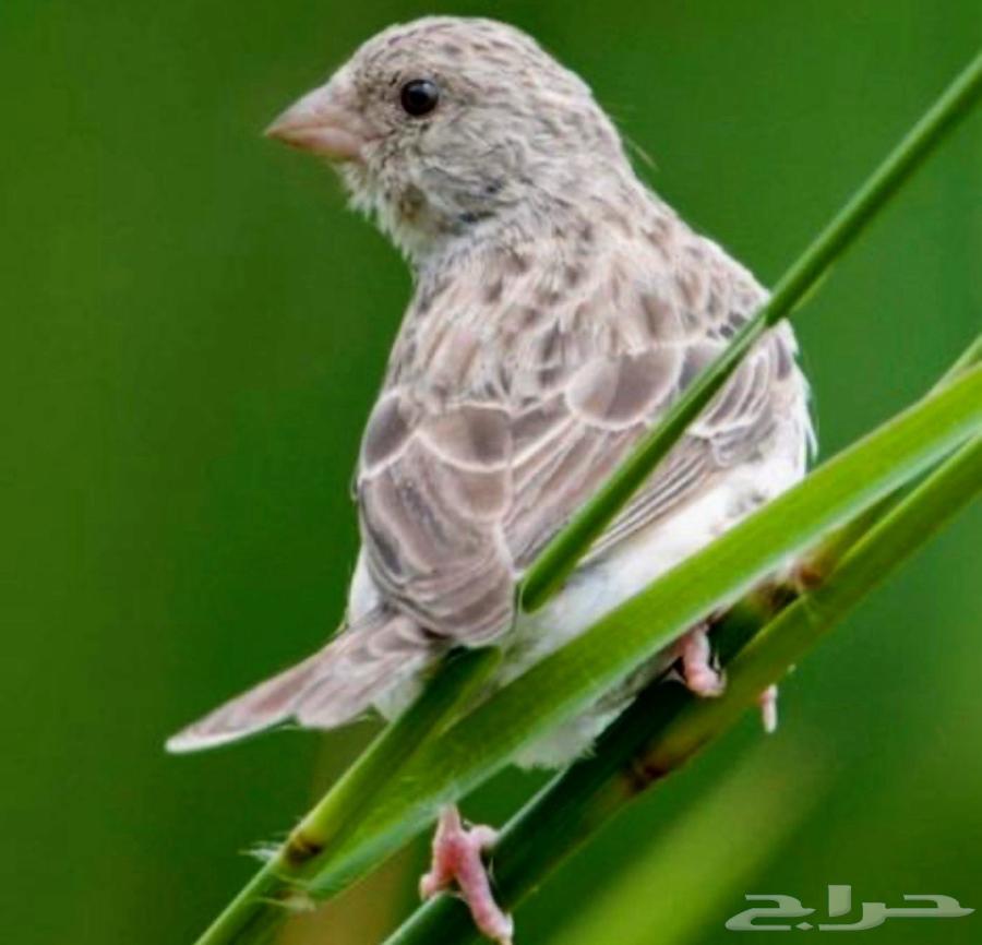 ذكر قري طايفي64409671081217110