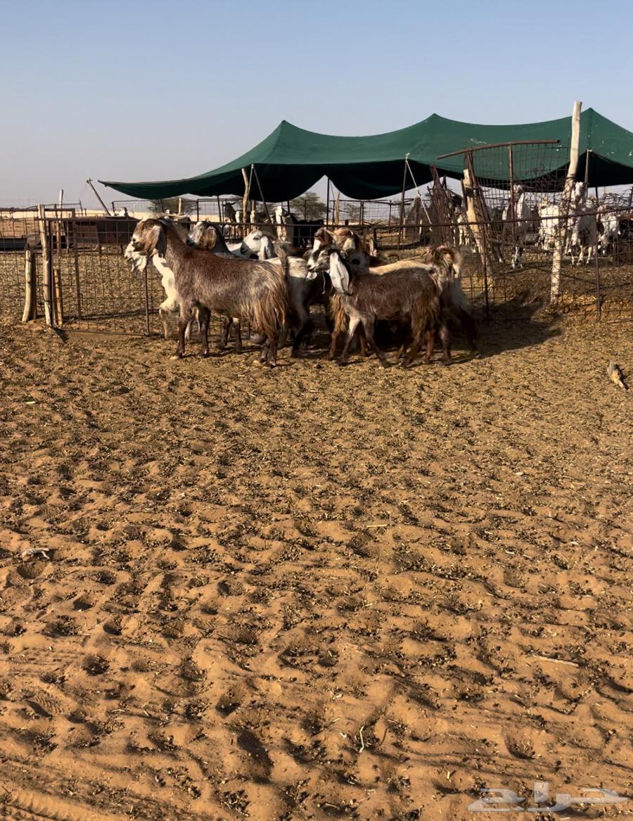 ماعز مصريات نظيفه واشباب تم البيع64403586443010110