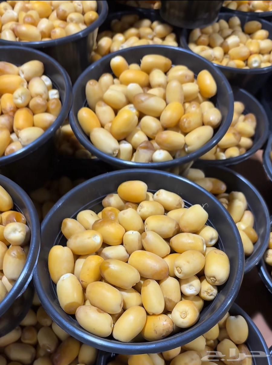 رطب خلاص الحريق خراف يومي64408947616129110