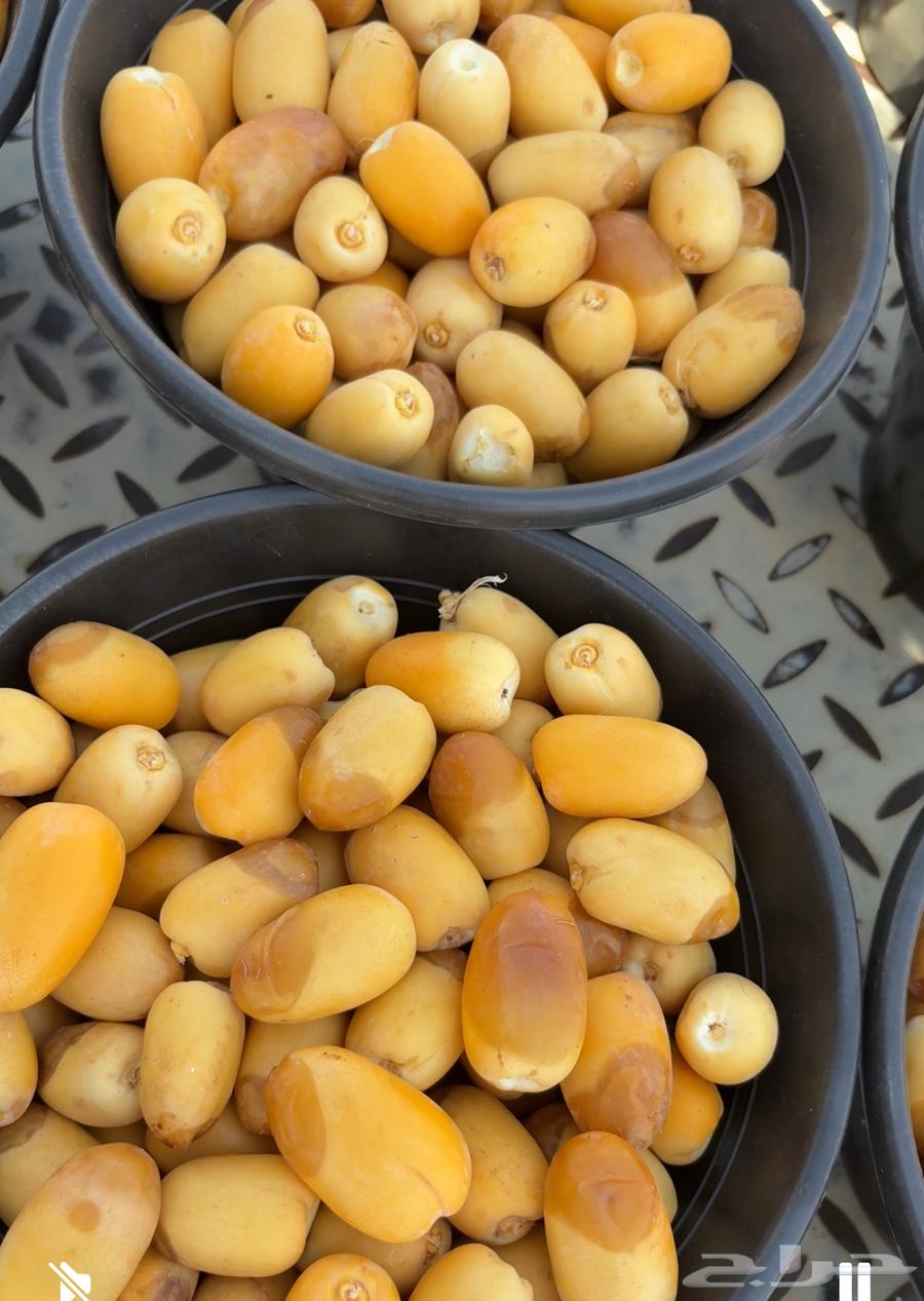 رطب خلاص الحريق خراف يومي64408947616129111