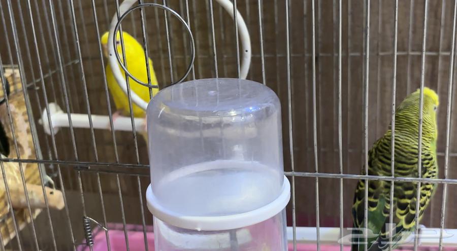 زوج بادجي (ذكر وأنثى) مع القفص للبيع64411460281218112