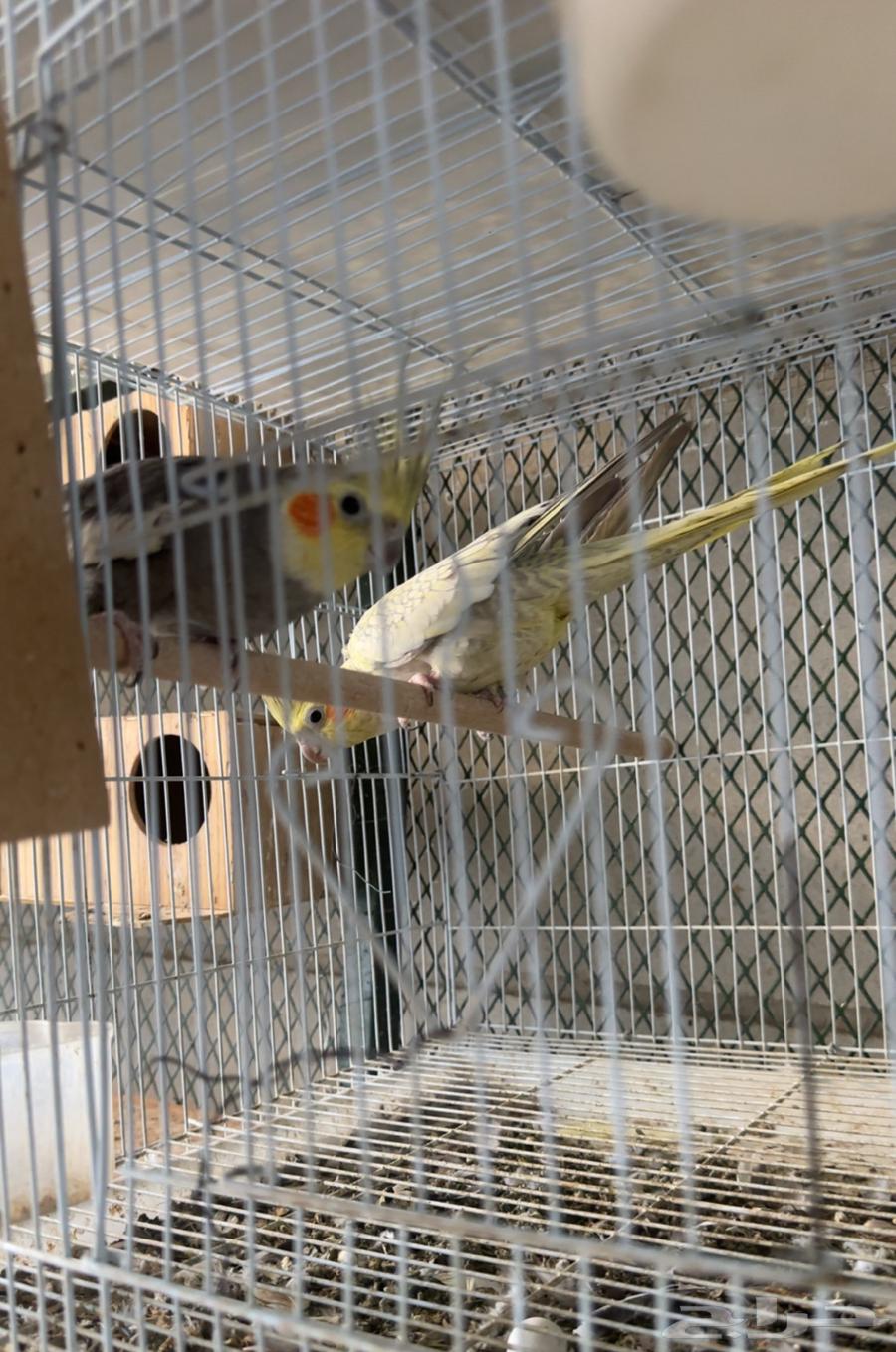 للبيع بادجي وكروان جملة64407993475201114