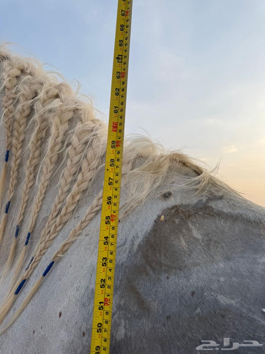 فحل للبيع64409268831746113