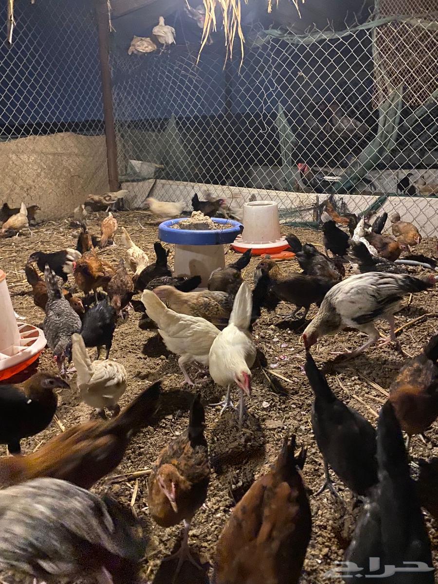 صيصان بلدي64410867375235112