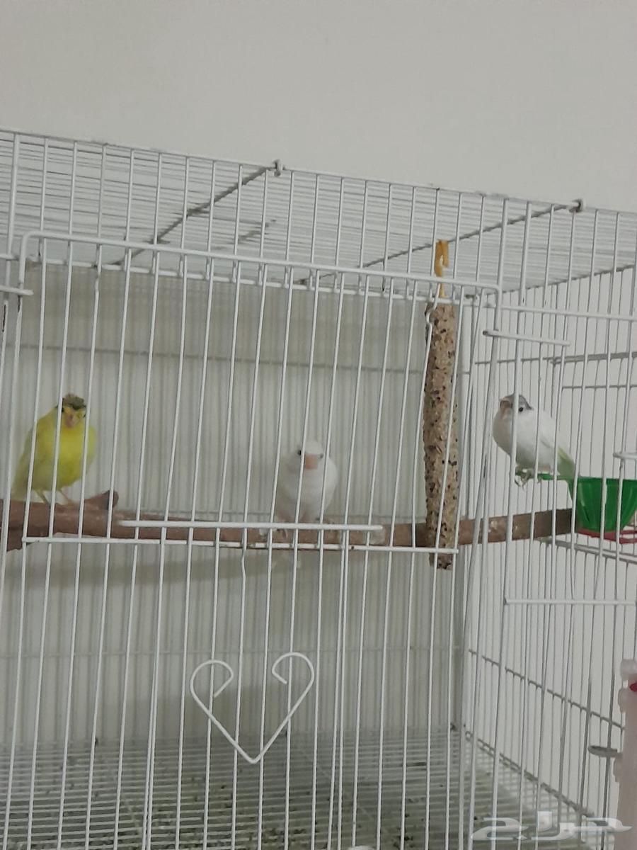 فروخ كناري64406220735361110