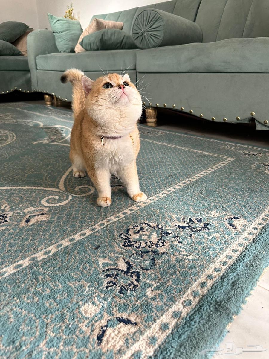 قط بريتش بيور مستورد BRL ny12 للبيع64408892121219110