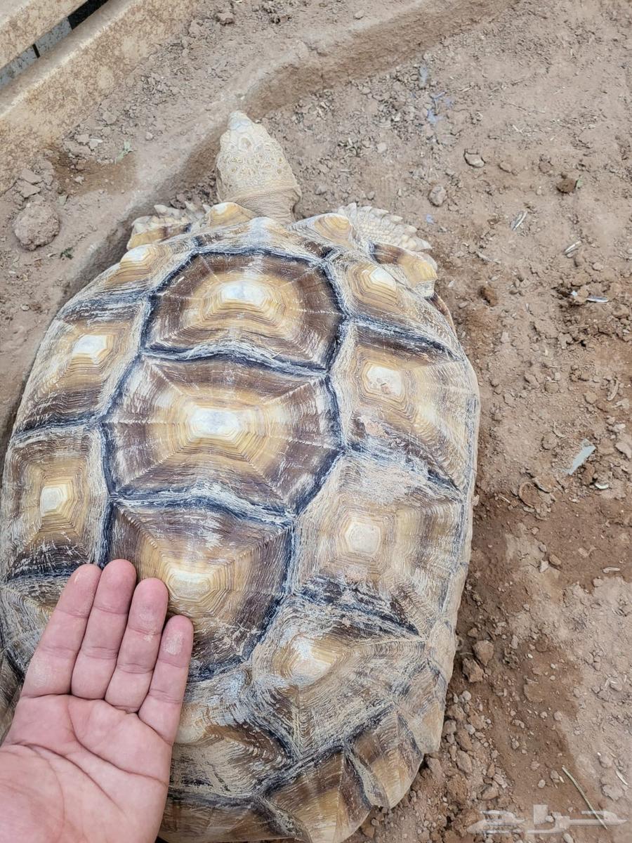 Turtles64408202580227112