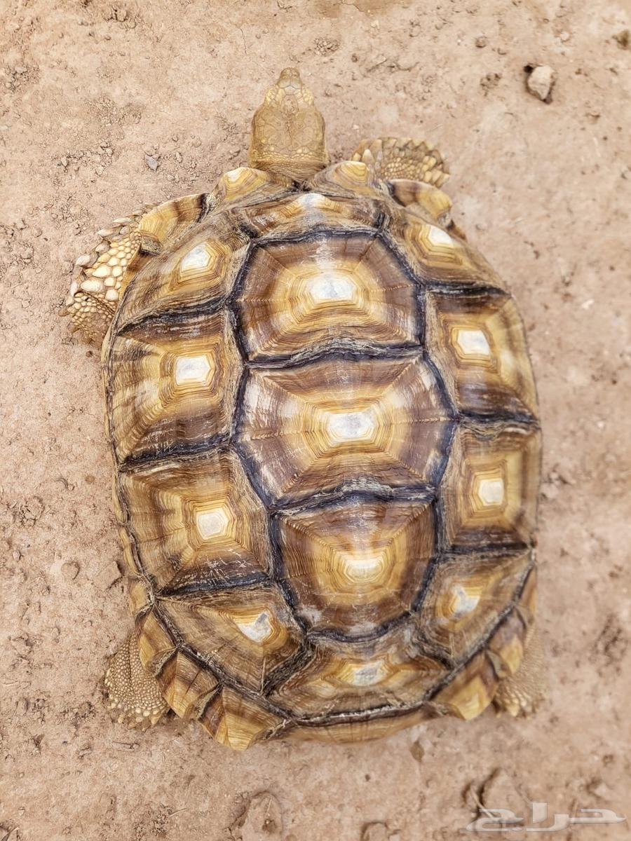 Turtles64408202580227111