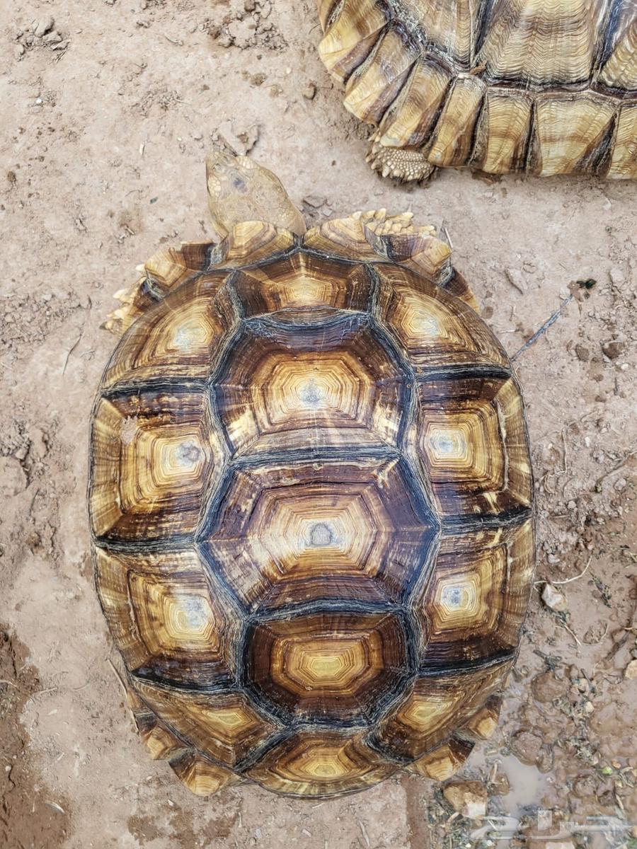 Turtles64408202580227110