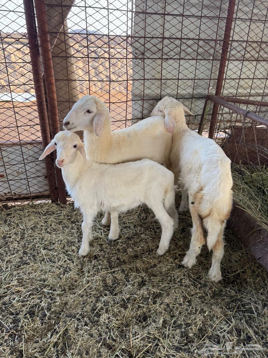 بهم طليان وخال. ( تتم البيع )64411620947074112