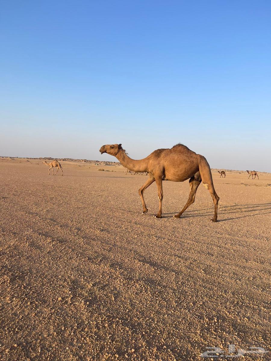 ناقة اعشراء صفراء64410073760769110