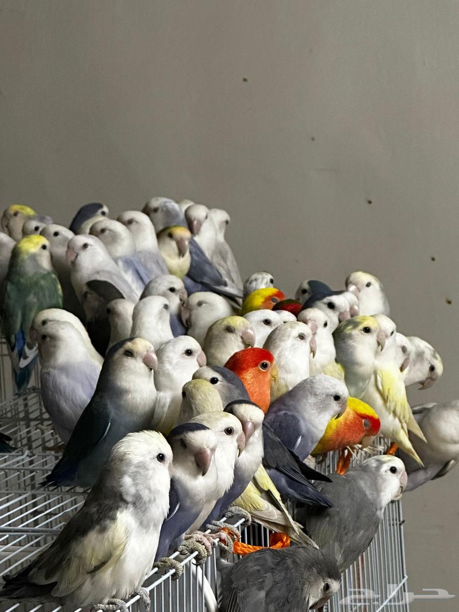 40 جوز روز منتج64411634486786112