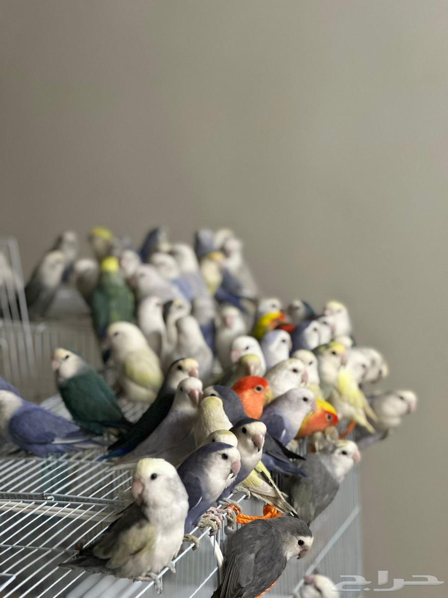 40 جوز روز منتج64411634486786114