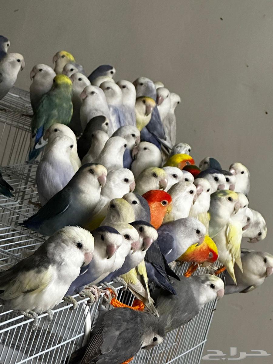 40 جوز روز منتج64411634486786111