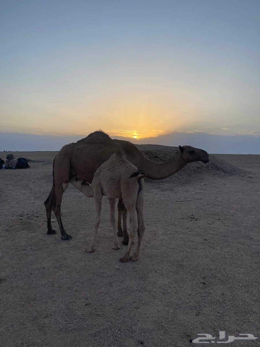 ناقة اعشراء صفراء64410073760769112