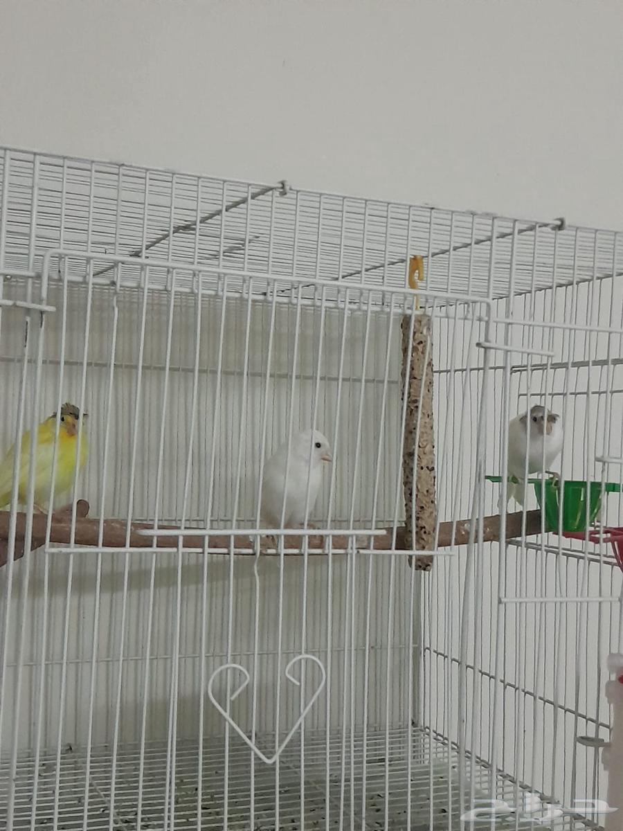 فروخ كناري64406220735361111