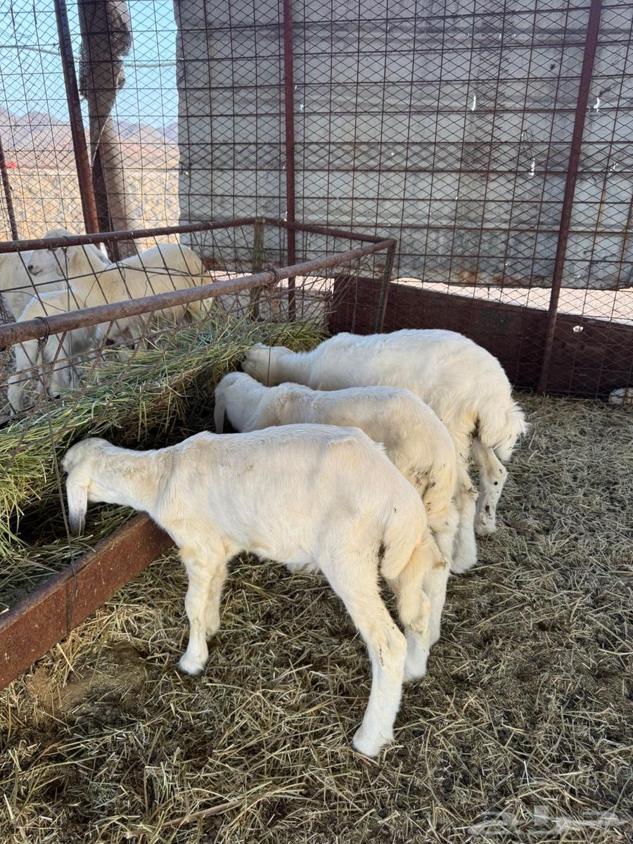 بهم طليان وخال. ( تتم البيع )64411620947074110