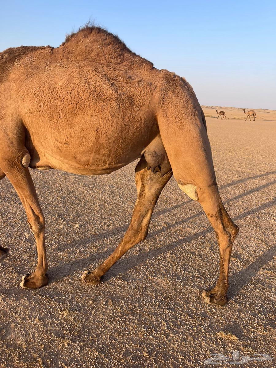 ناقة اعشراء صفراء64410073760769114