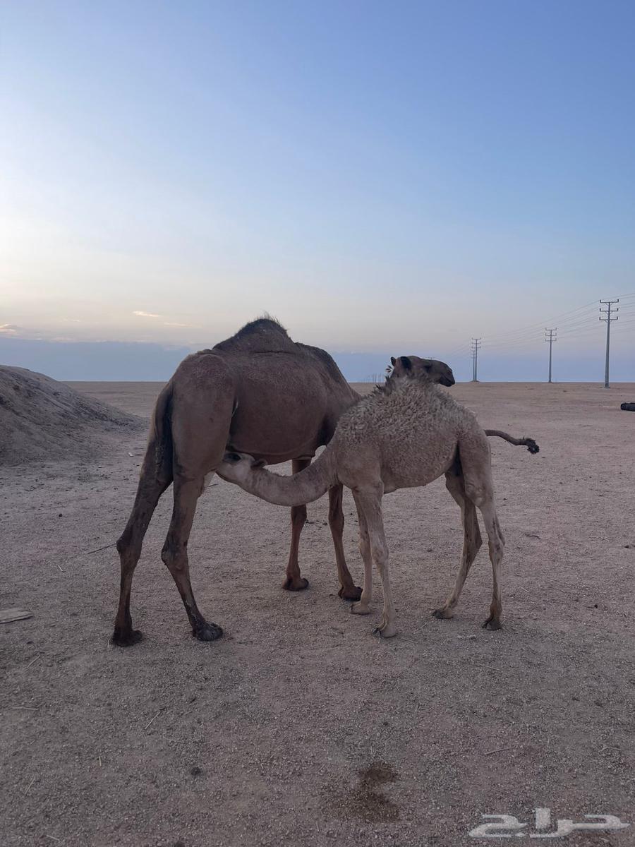 ناقة اعشراء صفراء64410073760769111